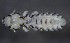 ( - NHMO-DAR-16861)  @11 [ ] by (2022) Unspecified University of Oslo, Natural History Museum