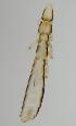  ( - NHMO-ENT-292391)  @11 [ ] CreativeCommons - Attribution Non-Commercial Share-Alike (2018) Unspecified University of Oslo, Natural History Museum