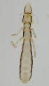  ( - NHMO-ENT-292393)  @11 [ ] CreativeCommons - Attribution Non-Commercial Share-Alike (2018) Unspecified University of Oslo, Natural History Museum