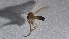  (Phronia sp. GS-spC - TSZD-JKJ-116174)  @11 [ ] by-nc-sa (2024) Unspecified Tromso University Museum