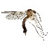  (Trichonta JKJ-spK - TSZD-JKJ-112914)  @11 [ ] by-nc-sa (2022) Jostein Kjaerandsen Tromso University Museum