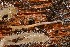 ( - TSZD-JKJ-112932)  @11 [ ] by-nc-sa (2022) Jostein Kjaerandsen Tromso University Museum