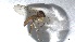  ( - TSZD-JKJ-116233)  @11 [ ] by-nc-sa (2024) Unspecified Tromso University Museum