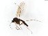  ( - TSZD-JKJ-104097)  @11 [ ] CreativeCommons - Attribution Non-Commercial Share-Alike (2018) Unspecified Tromsø University Museum