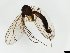  (Phronia humeralis - TSZD-JKJ-101487)  @13 [ ] CreativeCommons - Attribution Non-Commercial Share-Alike (2015) Unspecified Tromso University Museum