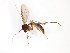  ( - TSZD-JKJ-101676)  @13 [ ] CreativeCommons - Attribution Non-Commercial Share-Alike (2016) Unspecified Tromso University Museum