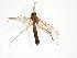  (Trichonta fissicauda - TSZD-JKJ-101833)  @12 [ ] CreativeCommons - Attribution Non-Commercial Share-Alike (2016) Unspecified Tromso University Museum