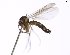  (Phronia JKJ-spA - TSZD-JKJ-102159)  @13 [ ] CreativeCommons - Attribution Non-Commercial Share-Alike (2016) Unspecified Tromsø University Museum