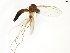  (Trichonta clara - TSZD-JKJ-102338)  @13 [ ] CreativeCommons - Attribution Non-Commercial Share-Alike (2016) Unspecified Tromsø University Museum