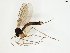  (Coelosynapha loici - TSZD-JKJ-102391)  @13 [ ] CreativeCommons - Attribution Non-Commercial Share-Alike (2016) Unspecified Tromsø University Museum