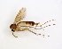  ( - TSZD-JKJ-102681)  @14 [ ] CreativeCommons - Attribution Non-Commercial Share-Alike (2017) Unspecified Tromsø University Museum