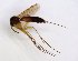  ( - TSZD-JKJ-102689)  @11 [ ] CreativeCommons - Attribution Non-Commercial Share-Alike (2017) Unspecified Tromsø University Museum