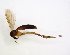  ( - TSZD-JKJ-102709)  @13 [ ] CreativeCommons - Attribution Non-Commercial Share-Alike (2017) Unspecified Tromsø University Museum