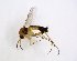  (Greenomyia stackelbergi - TSZD-JKJ-102755)  @11 [ ] CreativeCommons - Attribution Non-Commercial Share-Alike (2017) Unspecified Tromsø University Museum