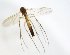  ( - TSZD-JKJ-102784)  @11 [ ] CreativeCommons - Attribution Non-Commercial Share-Alike (2017) Unspecified Tromsø University Museum