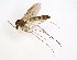  ( - TSZD-JKJ-102800)  @11 [ ] CreativeCommons - Attribution Non-Commercial Share-Alike (2017) Unspecified Tromsø University Museum