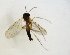  (Phronia digitata_JKJ-02 - TSZD-JKJ-102851)  @11 [ ] CreativeCommons - Attribution Non-Commercial Share-Alike (2017) Unspecified Tromsø University Museum