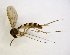 ( - TSZD-JKJ-102866)  @11 [ ] CreativeCommons - Attribution Non-Commercial Share-Alike (2017) Unspecified Tromsø University Museum