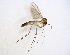  ( - TSZD-JKJ-102892)  @13 [ ] CreativeCommons - Attribution Non-Commercial Share-Alike (2017) Unspecified Tromsø University Museum
