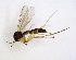 ( - TSZD-JKJ-102928)  @13 [ ] CreativeCommons - Attribution Non-Commercial Share-Alike (2017) Unspecified Tromsø University Museum