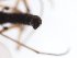  ( - TSZD-JKJ-102941)  @11 [ ] CreativeCommons - Attribution Non-Commercial Share-Alike (2017) Unspecified Tromsø University Museum