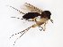  ( - TSZD-JKJ-102951)  @11 [ ] CreativeCommons - Attribution Non-Commercial Share-Alike (2017) Unspecified Tromsø University Museum