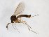  (Trichonta subfusca - TSZD-JKJ-102953)  @14 [ ] CreativeCommons - Attribution Non-Commercial Share-Alike (2017) Unspecified Tromsø University Museum