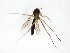  ( - TSZD-JKJ-102979)  @11 [ ] CreativeCommons - Attribution Non-Commercial Share-Alike (2017) Unspecified Tromsø University Museum