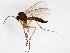  (Syntemna setigera_JKJ-03 - TSZD-JKJ-103010)  @11 [ ] CreativeCommons - Attribution Non-Commercial Share-Alike (2017) Unspecified Tromsø University Museum