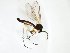  ( - TSZD-JKJ-103013)  @11 [ ] CreativeCommons - Attribution Non-Commercial Share-Alike (2017) Unspecified Tromsø University Museum