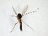  (Brevicornu setulosum_JKJ-02 - TSZD-JKJ-103048)  @11 [ ] CreativeCommons - Attribution Non-Commercial Share-Alike (2017) Unspecified Tromsø University Museum