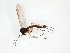  ( - TSZD-JKJ-103093)  @11 [ ] CreativeCommons - Attribution Non-Commercial Share-Alike (2017) Unspecified Tromsø University Museum