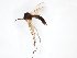  (Brevicornu griseolum - TSZD-JKJ-103112)  @14 [ ] CreativeCommons - Attribution Non-Commercial Share-Alike (2017) Unspecified Tromsø University Museum