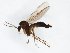  (Phronia caliginosa - TSZD-JKJ-103114)  @14 [ ] CreativeCommons - Attribution Non-Commercial Share-Alike (2017) Unspecified Tromsø University Museum