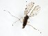  (Trichonta JKJ-spB - TSZD-JKJ-103146)  @11 [ ] CreativeCommons - Attribution Non-Commercial Share-Alike (2017) Unspecified Tromsø University Museum