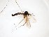  ( - TSZD-JKJ-103240)  @11 [ ] CreativeCommons - Attribution Non-Commercial Share-Alike (2017) Unspecified Tromsø University Museum