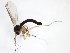  ( - TSZD-JKJ-103269)  @11 [ ] CreativeCommons - Attribution Non-Commercial Share-Alike (2017) Unspecified Tromsø University Museum