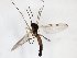  ( - TSZD-JKJ-103288)  @12 [ ] CreativeCommons - Attribution Non-Commercial Share-Alike (2017) Unspecified Tromsø University Museum