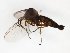  (Sciophila spinifera - TSZD-JKJ-103293)  @11 [ ] CreativeCommons - Attribution Non-Commercial Share-Alike (2017) Unspecified Tromsø University Museum