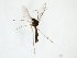  (Trichonta vulcani - TSZD-JKJ-103297)  @11 [ ] CreativeCommons - Attribution Non-Commercial Share-Alike (2017) Unspecified Tromsø University Museum