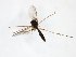  (Phronia JKJ-spE - TSZD-JKJ-103392)  @11 [ ] CreativeCommons - Attribution Non-Commercial Share-Alike (2017) Unspecified Tromsø University Museum
