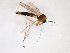  (Trichonta bicolor - TSZD-JKJ-103435)  @13 [ ] CreativeCommons - Attribution Non-Commercial Share-Alike (2017) Unspecified Tromsø University Museum
