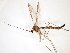  ( - TSZD-JKJ-103447)  @11 [ ] CreativeCommons - Attribution Non-Commercial Share-Alike (2017) Unspecified Tromsø University Museum