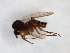  (Docosia setosa - TSZD-JKJ-103497)  @11 [ ] CreativeCommons - Attribution Non-Commercial Share-Alike (2017) Unspecified Tromsø University Museum
