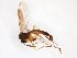  ( - TSZD-JKJ-103517)  @11 [ ] CreativeCommons - Attribution Non-Commercial Share-Alike (2017) Unspecified Tromsø University Museum