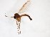  ( - TSZD-JKJ-103518)  @11 [ ] CreativeCommons - Attribution Non-Commercial Share-Alike (2017) Unspecified Tromsø University Museum