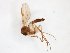  ( - TSZD-JKJ-103562)  @11 [ ] CreativeCommons - Attribution Non-Commercial Share-Alike (2017) Unspecified Tromsø University Museum