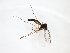  ( - TSZD-JKJ-103594)  @11 [ ] CreativeCommons - Attribution Non-Commercial Share-Alike (2017) Unspecified Tromsø University Museum
