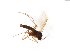  ( - TSZD-JKJ-103804)  @11 [ ] CreativeCommons - Attribution Non-Commercial Share-Alike (2017) Unspecified Tromsø University Museum