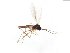  ( - TSZD-JKJ-103895)  @11 [ ] CreativeCommons - Attribution Non-Commercial Share-Alike (2017) Unspecified Tromsø University Museum